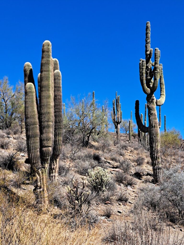 AZ UTV Adventures, ATV Tours, Offroad