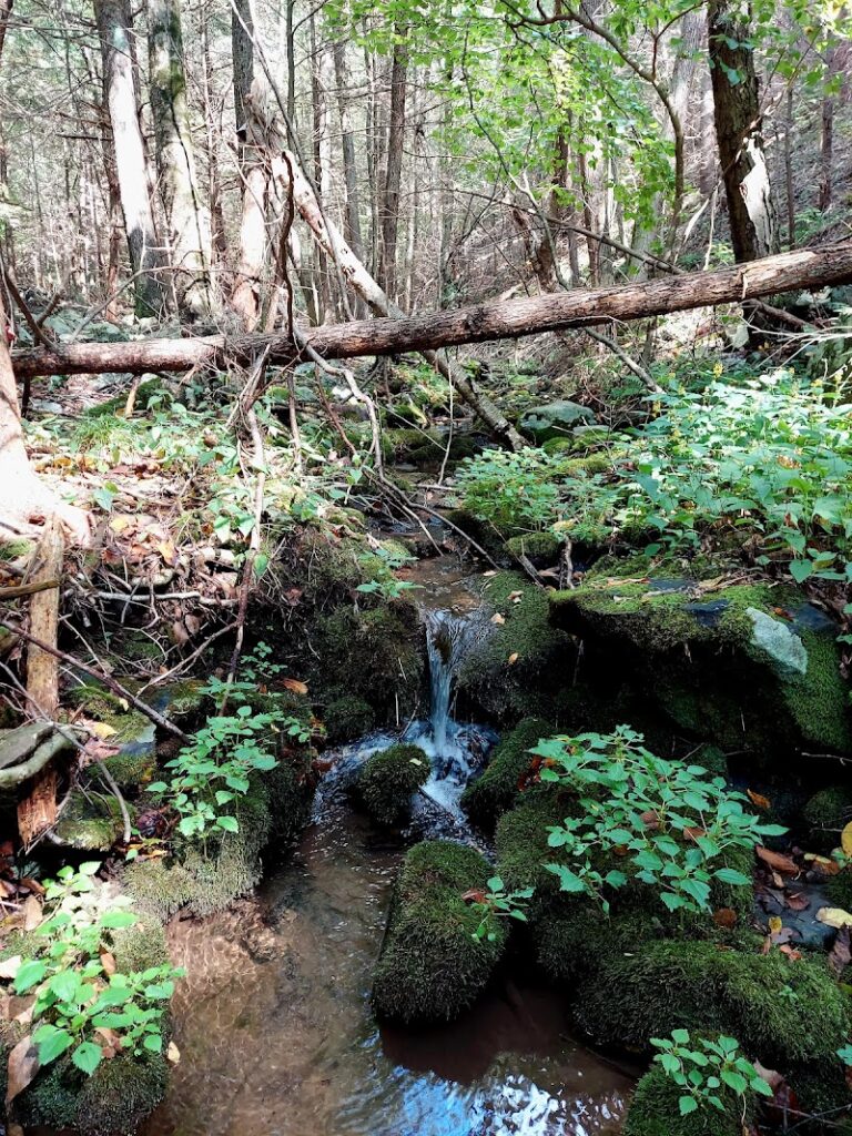 Bear Run Trail