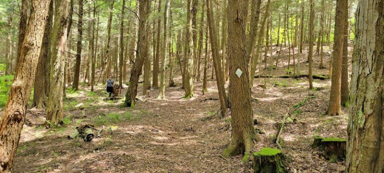 Black Cherry National Recreation Interpretive Trail – Trailhead