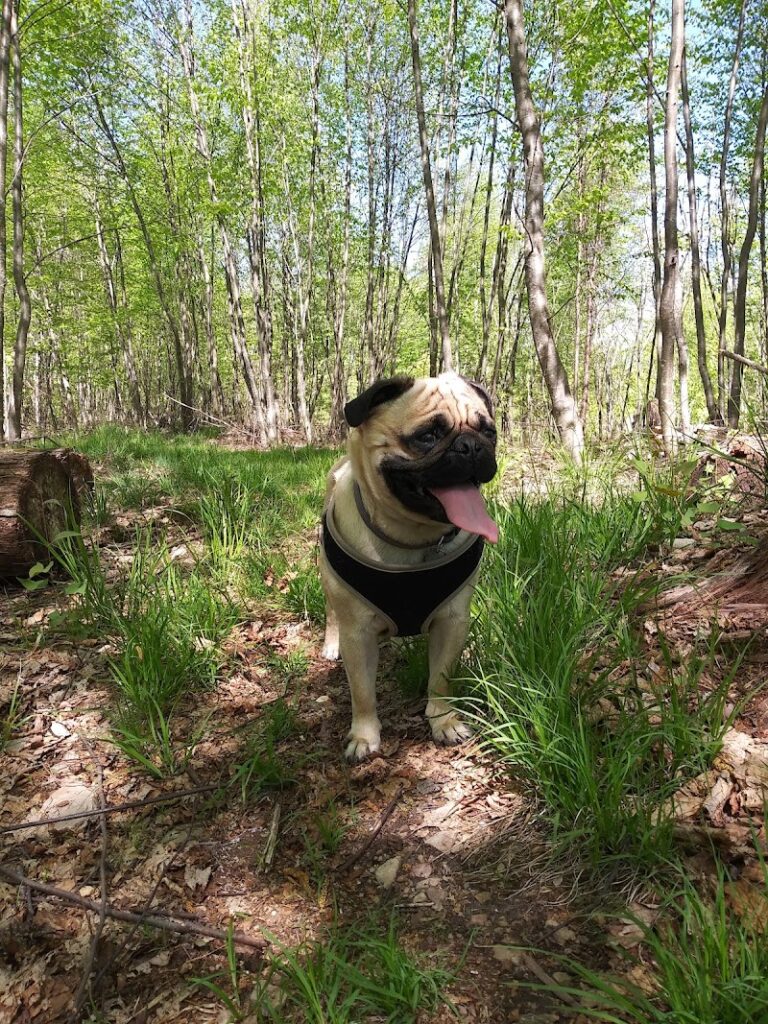 Sizerville Nature Trail